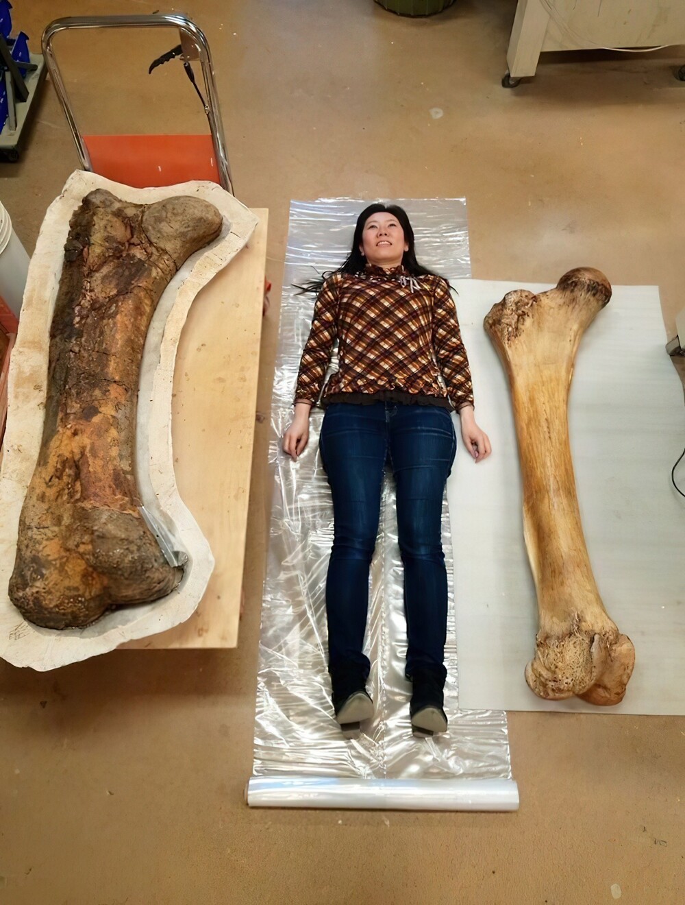 19. Бедренная кость трицератопса (слева) по сравнению с бедренной костью слона