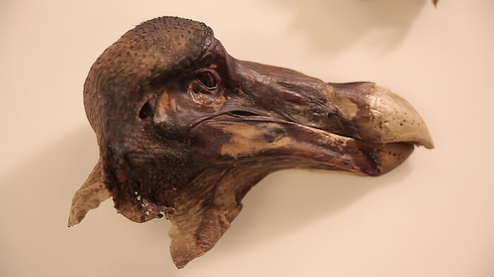 3. Единственная сохранившаяся голова и кожа вымершей птицы додо. Хранится в Музее естественной истории Оксфордского университета