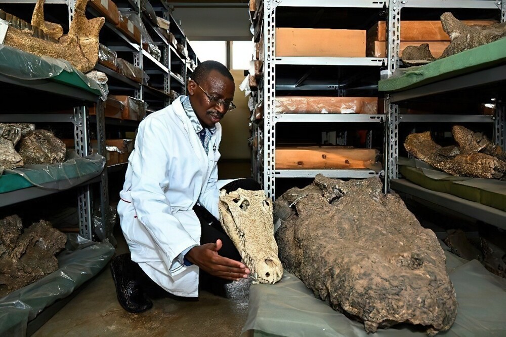 5. Череп нильского крокодила рядом с черепом крокодила Торбьярнарсона. Это гигантский вид из раннего плейстоцена, обитавший в бассейне Туркана, Кения