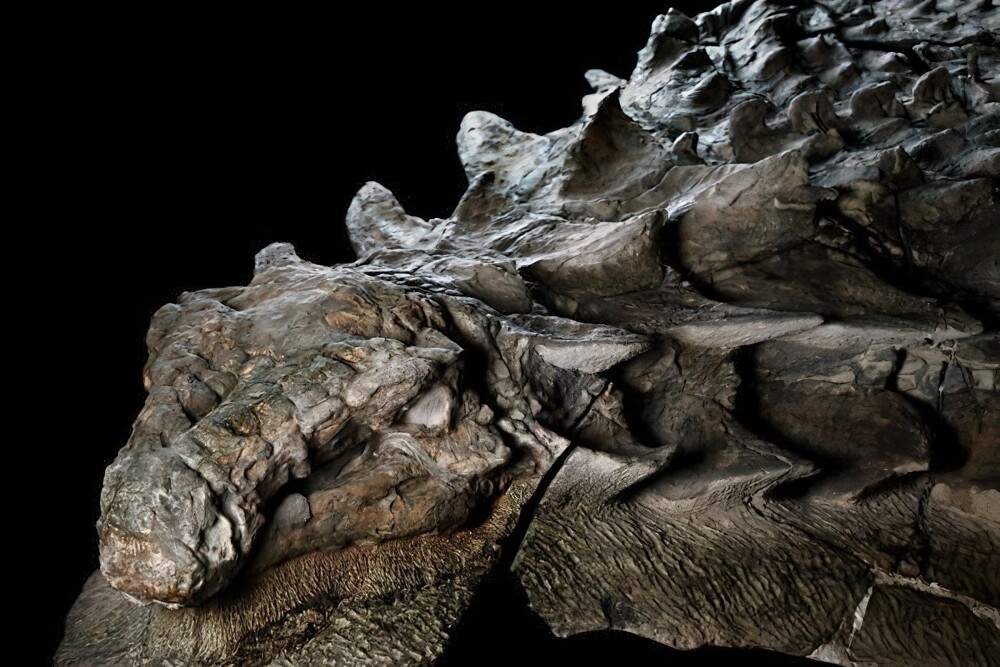 1. Мумифицированный нодозавр, наиболее хорошо сохранившийся образец динозавра из когда-либо обнаруженных. Он жил 110 млн лет назад