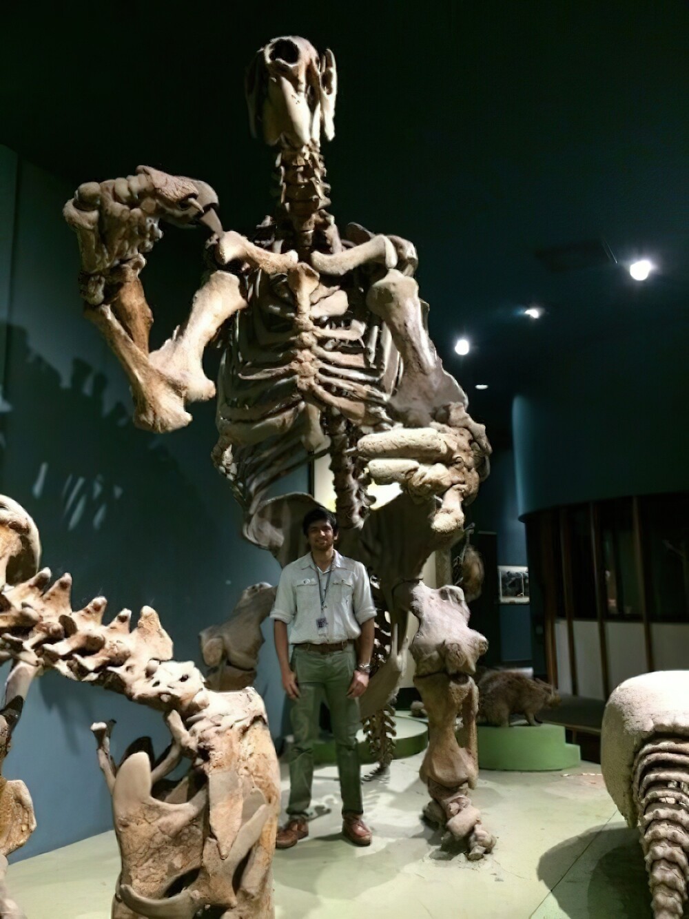 15. Эремотерий, вымерший род гигантских ленивцев, живший 2,5 млн — 11 000 лет назад