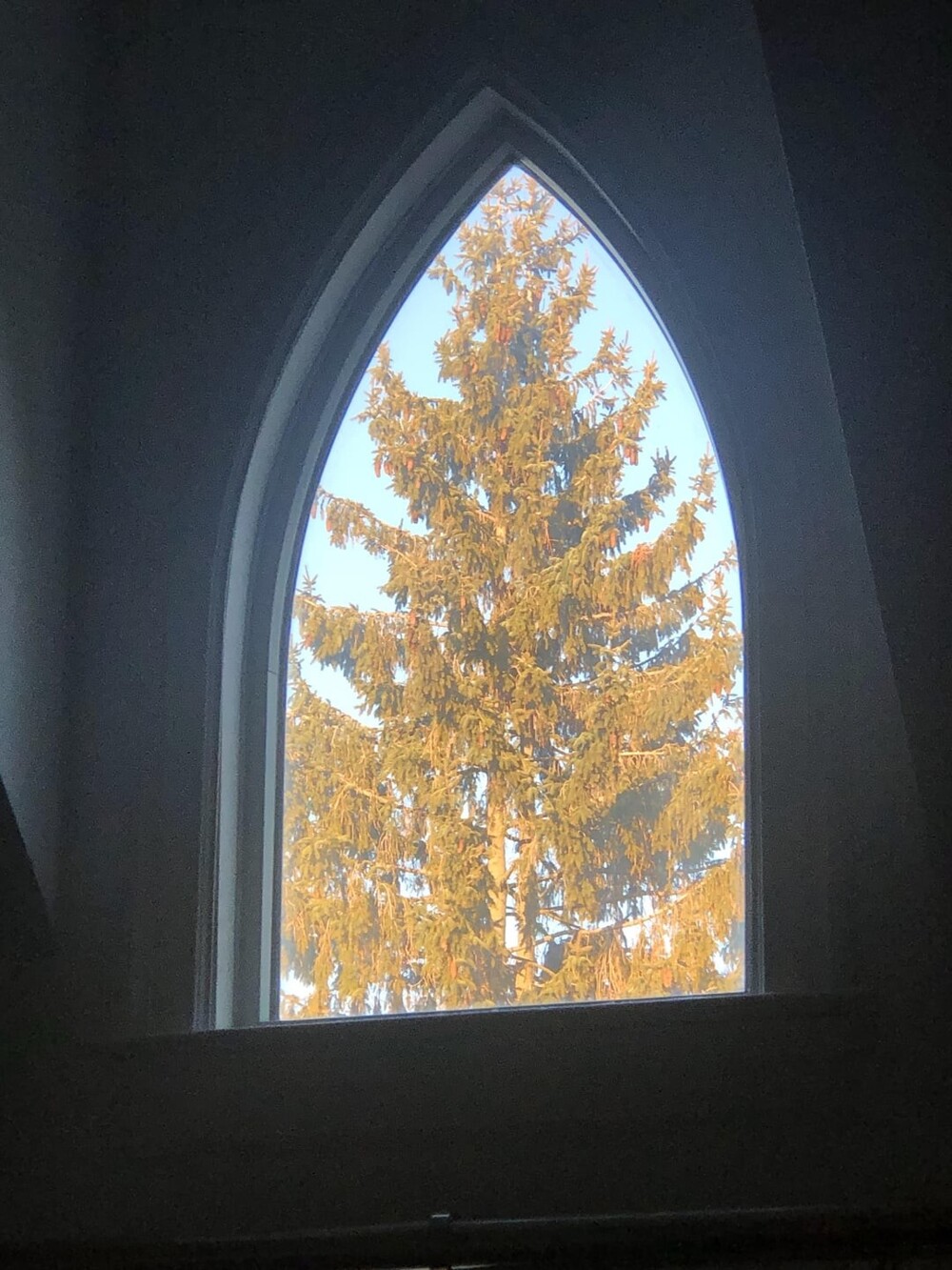 7. Дерево и окно