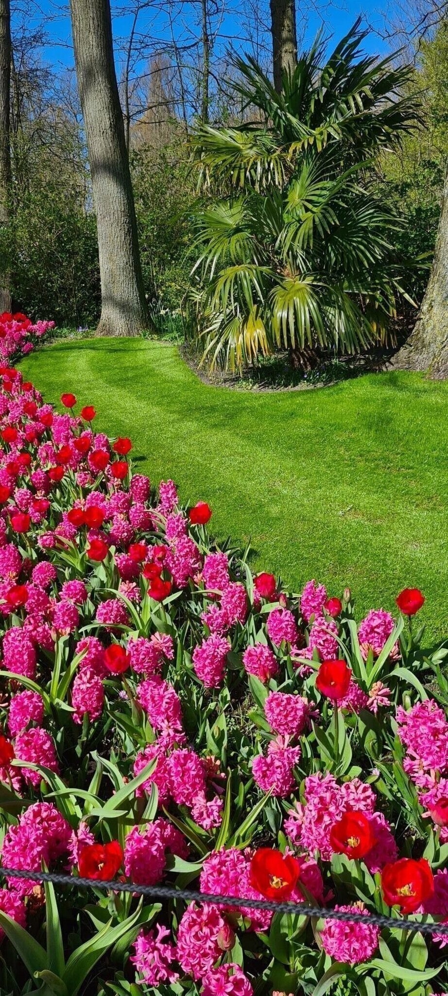 Парк тюльпанов Keukenhof в Голландии