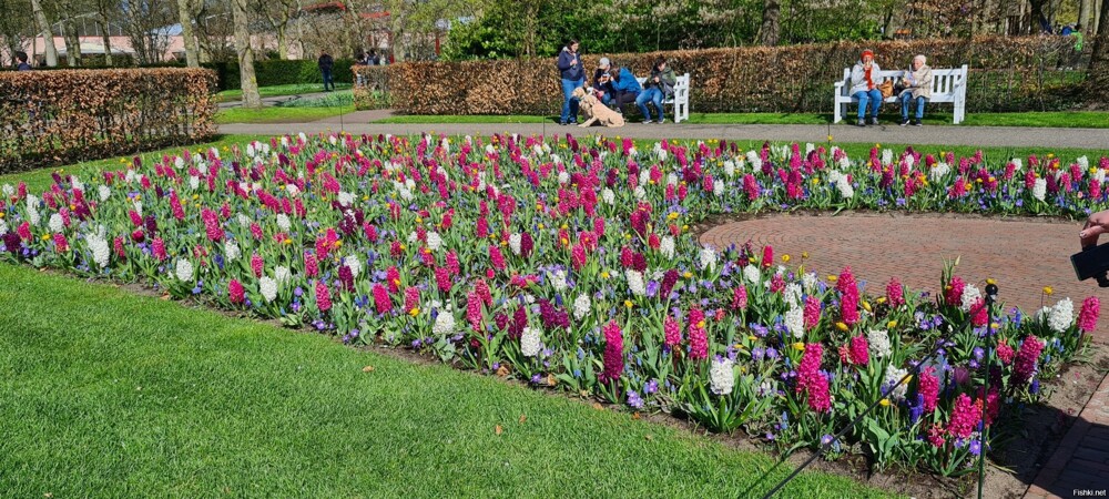 Парк тюльпанов Keukenhof в Голландии