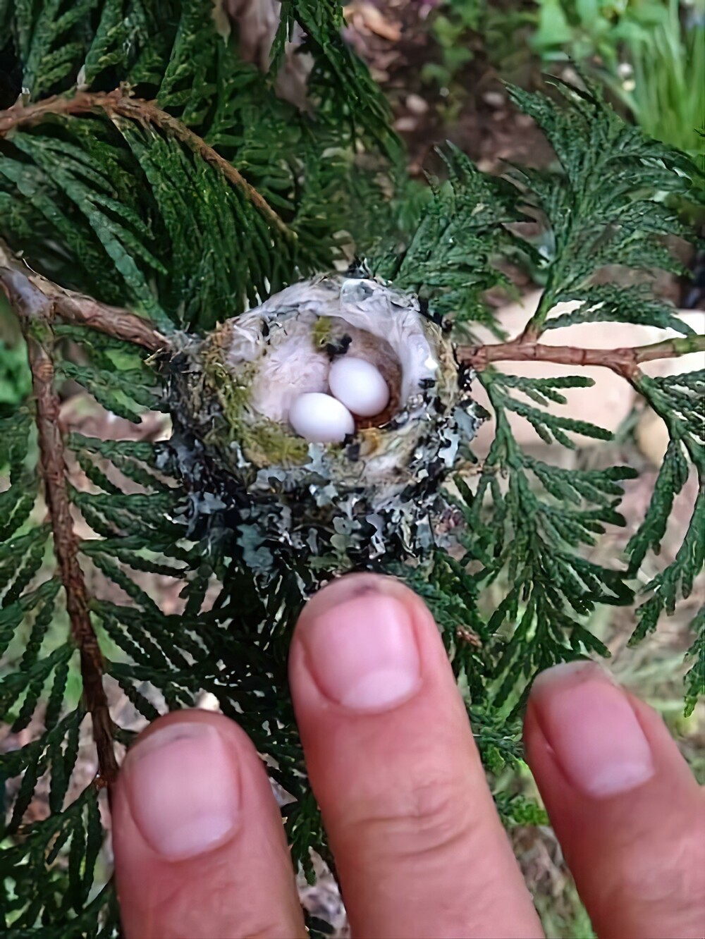 17. Крошечное гнездо колибри
