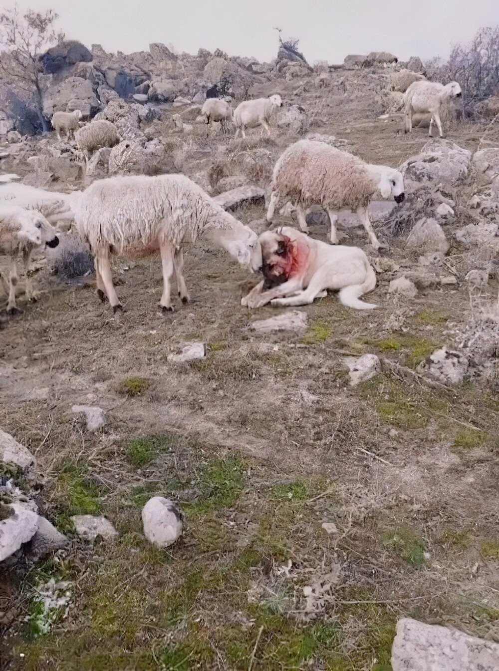9. Овца утешает собаку после того, как та защитила овечье стадо от нападения волка