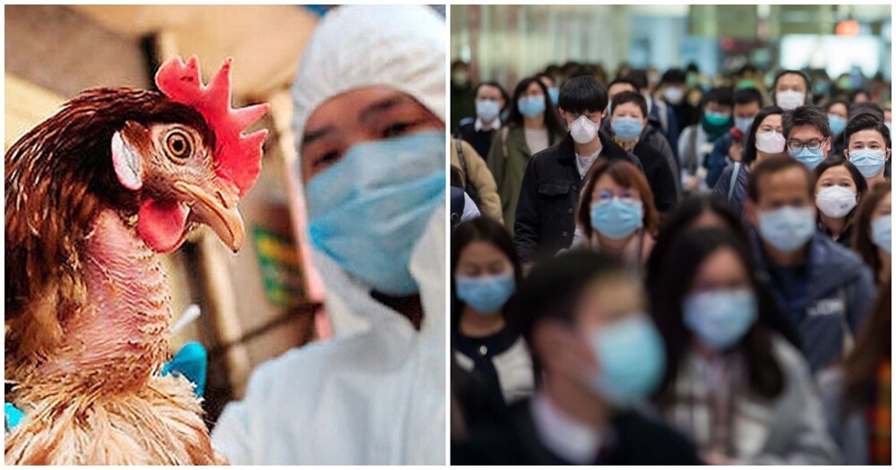 В Китае зафиксировали первую смерть от птичьего гриппа