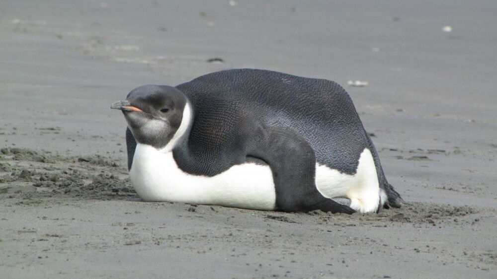 21. Толстенький пингвин отдыхает