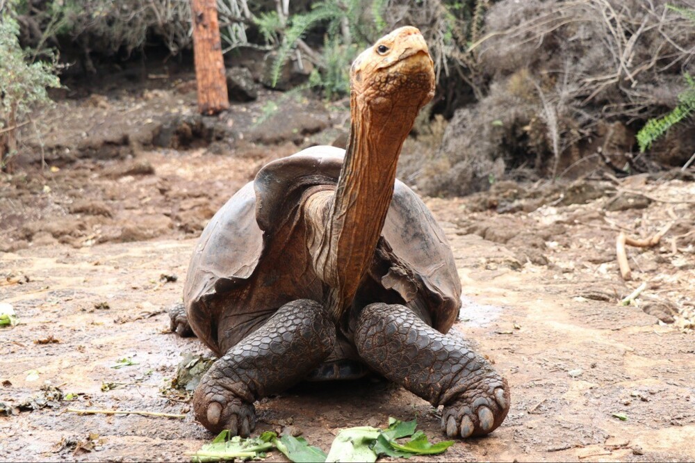 11. 100-летний самец черепахи 30 лет оплодотворял самок и спас свой вид от вымирания. У него 800 детей. Недавно он "вышел на пенсию" и его отпустили на волю