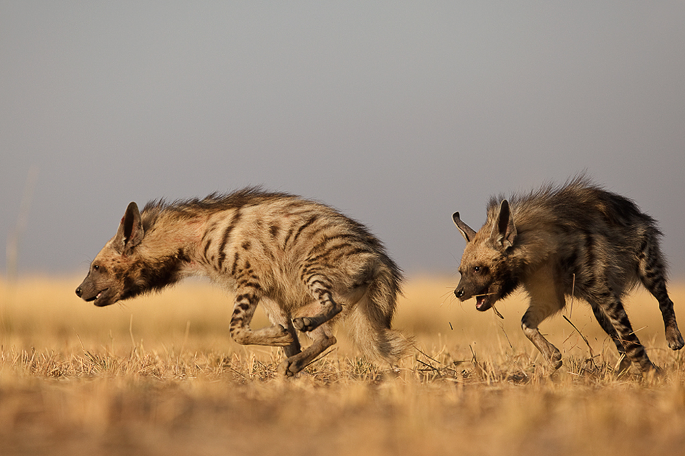 Полосатая гиена: Непривычный нам вид гиен, заселивший Азию. Они совсем непохожи на пятнистого собрата и даже научились дружить с волками