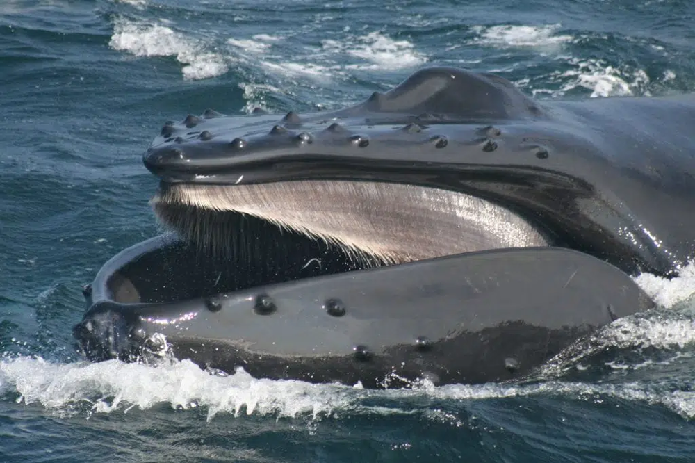 7. Усатые киты