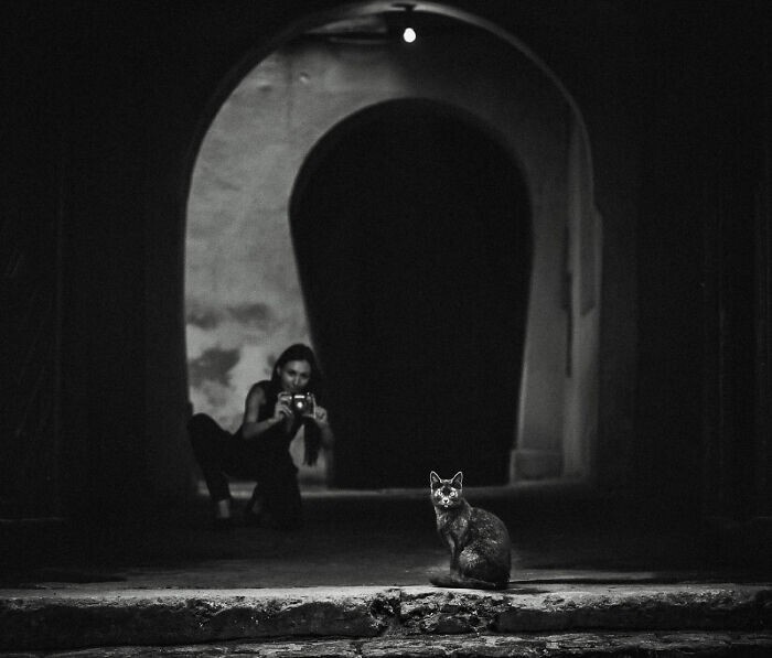 6. "Из жизни кошки", фотограф - Arkadiy Kurta