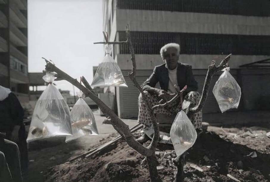 Мужчина продает золотых рыбок в пакетиках с водой, привязанных к веткам дерева. Бейрут, Ливан, 1983 год
