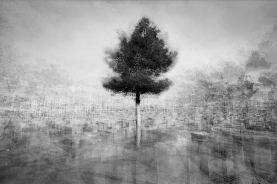27. "Городское дерево", фотограф Frank Machalowski