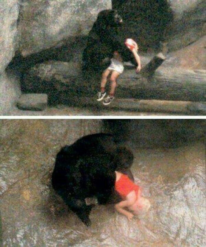 9. В 1996 году в зоопарке штата Иллинойс 3-летний мальчик упал с пятиметровой высоты в вольер горилл. 8-летняя самка бережно взяла мальчика на руки и ждала помощи