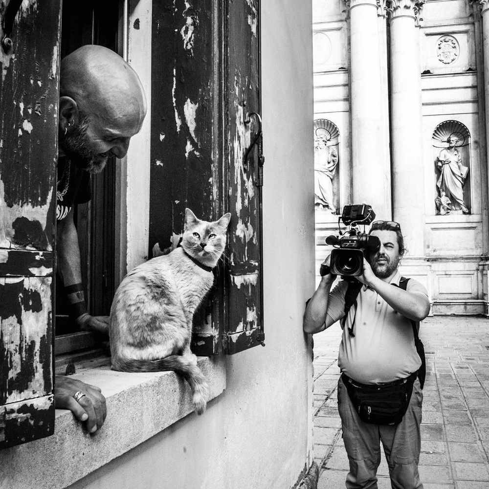 Жизнь венецианскских котиков и их дружба с людьми