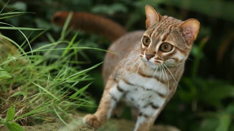 Ржавая кошка — самая крохотная из кошачьих