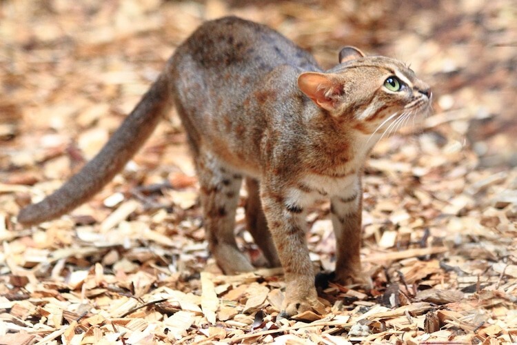 Ржавая кошка — самая крохотная из кошачьих