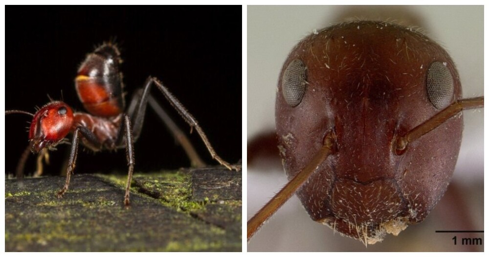 Героические самовзрывающиеся муравьи, которые отдают свою жизнь ради собратьев