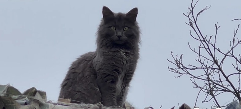 Боевой кот Черномырдин