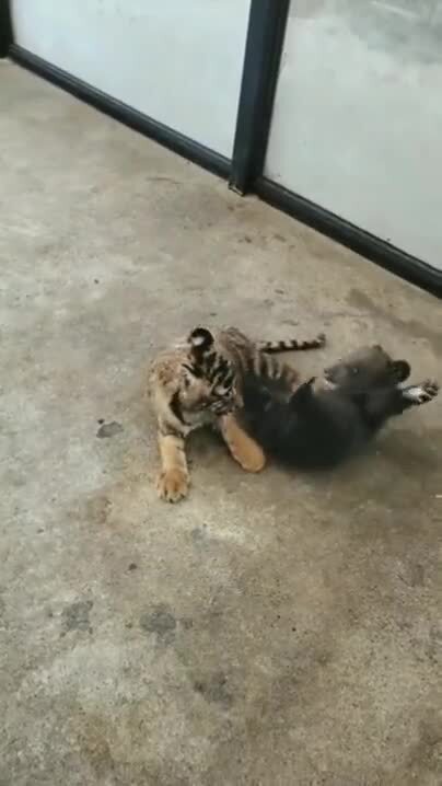 Жесткое нападение гризли на тигра 