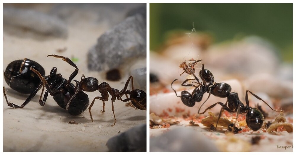 Как муравьи организуют погребальные церемонии для своих почивших сородичей?