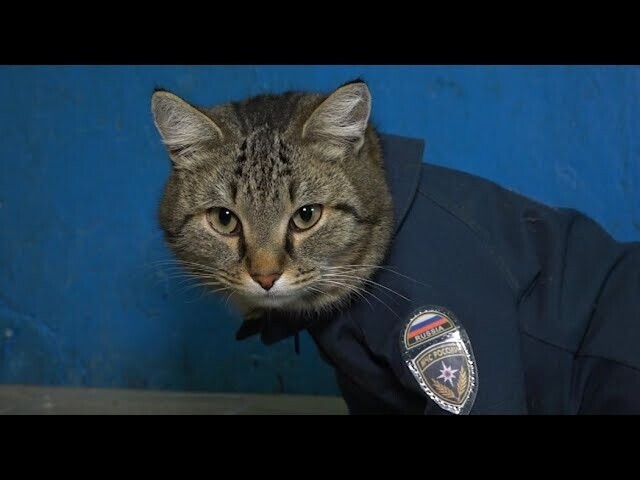 В пожарной части в посёлке Боровском несет службу кот Семён 
