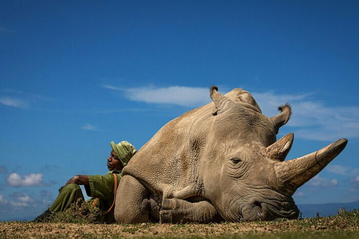 10. В природе осталось только два северных белых носорога. На фото - одного из них охраняют 24/7, чтобы уберечь от браконьеров