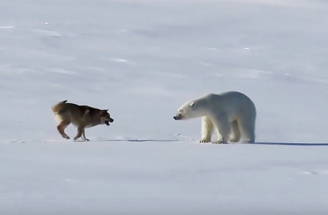 Храбрый пес защищает базу полярников от белого медведя