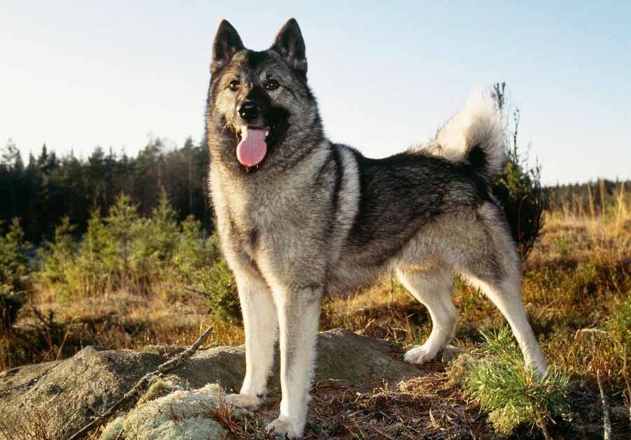 Норвежский серый элкхунд: Когда храбрость — твоё второе имя. Собака викингов, с которой ходят на лосей и медведей