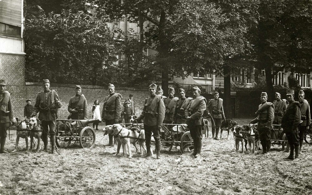 Собачьи упряжки с пулеметами на повозках. Мобилизация голландской армии, 1914 год