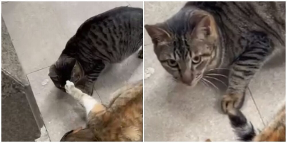 "Не трожь!": кот явно не намерен делиться