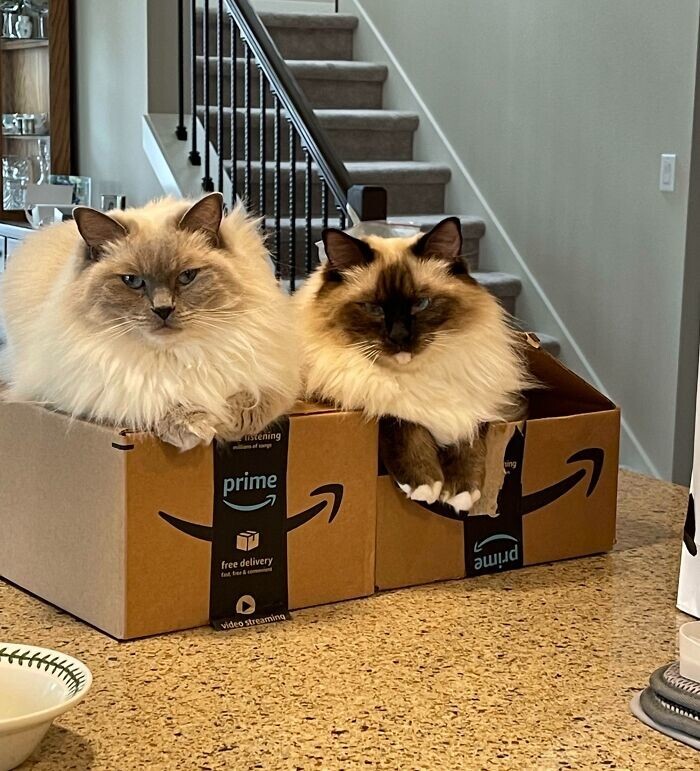 25. Коты и коробки - это любовь