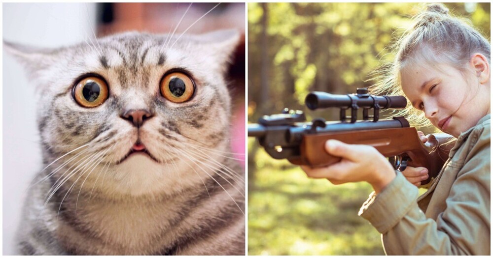 В Новой Зеландии для детей решили устроить конкурс по отстрелу бродячих кошек
