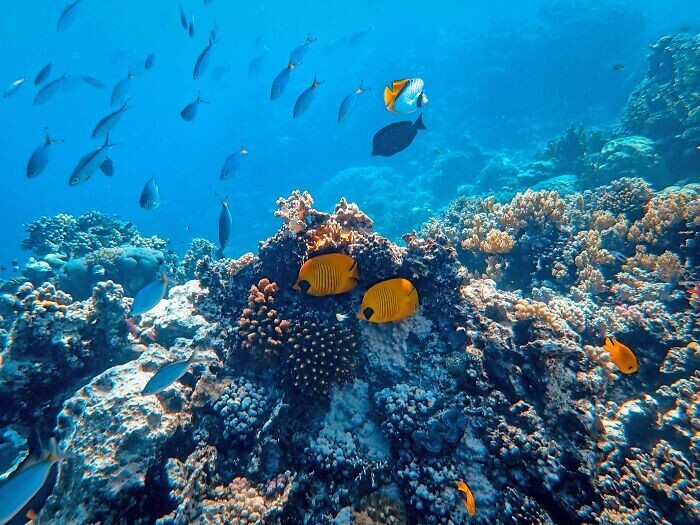 18. Коралловые рифы есть только в 1% мирового океана. Это как размером с Францию