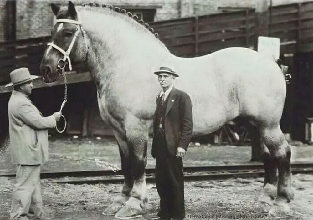 28. Эта лошадь считалась самой большой лошадью в мире. В 1940 году бельгийский жеребец Brooklyn Supreme весил более 1450 килограммов