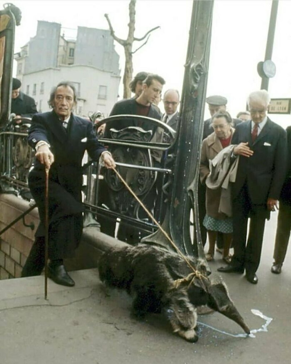 24. Сальвадор Дали выгуливает своего муравьеда в Париже, 1969 год