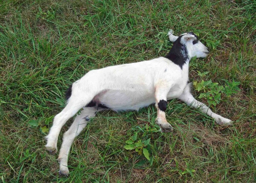 Обморочные козы: зачем американцы вывели породу коз с очень слабыми нервами