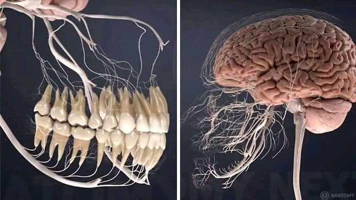 11. Нервы, которыми наши зубы связаны с головным мозгом