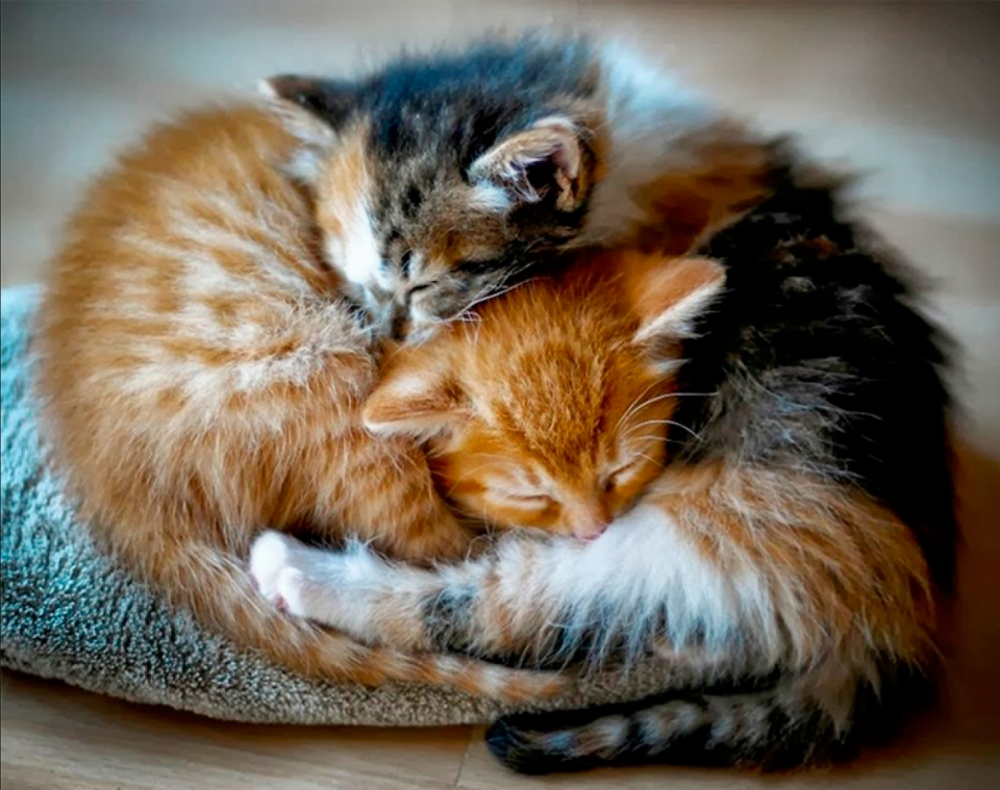 Самое теплое самое милое. Котики обнимаются. Спящие котята. Милые кошки.