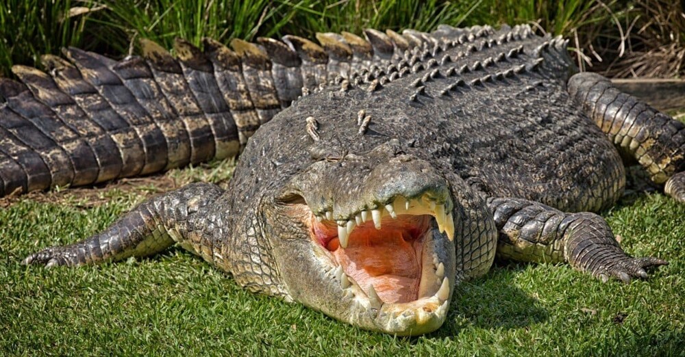 2. Гребнистый крокодил