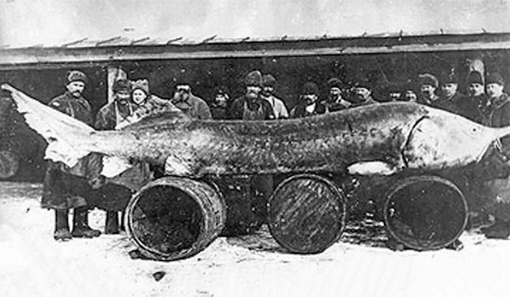 15. В 1922 году в устье Волги поймали белугу 7 метров в длину и весом 1571 килограмм