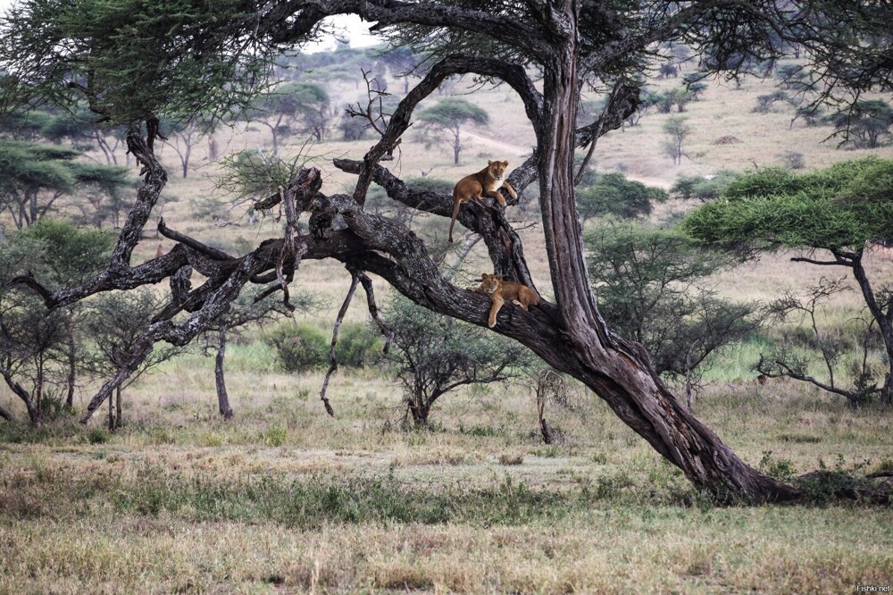 Танзания, национальный парк Серенгети
