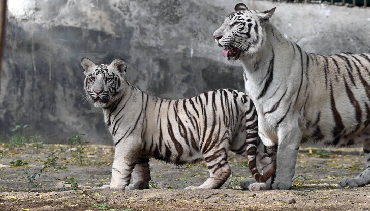 Посетителям индийского зоопарка показали белых тигрят