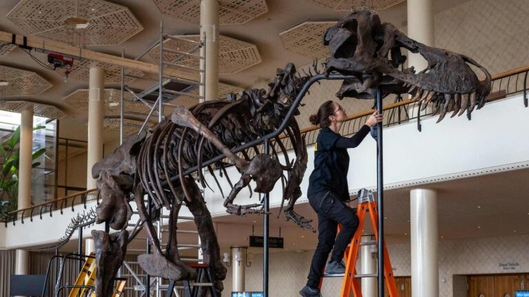 Скелет тираннозавра Тринити продали на аукционе