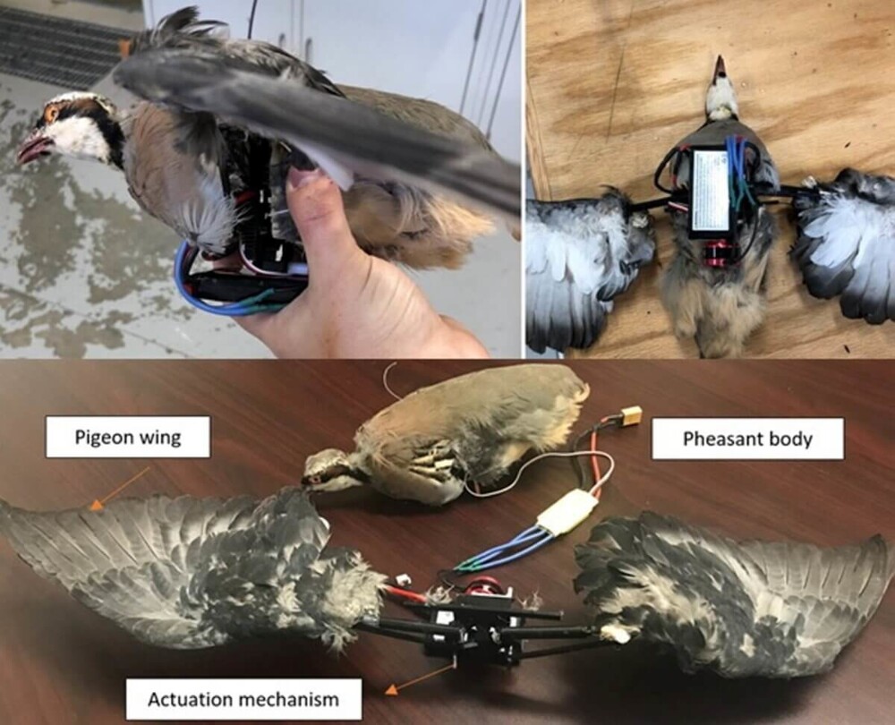 Учёные решили превращать мёртвых птиц в дроны