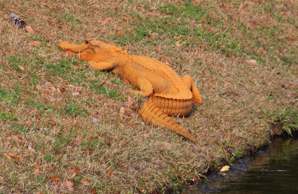 12. Необычный оранжевый крокодил