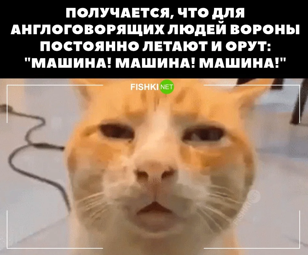 Скрины из соцсетей 