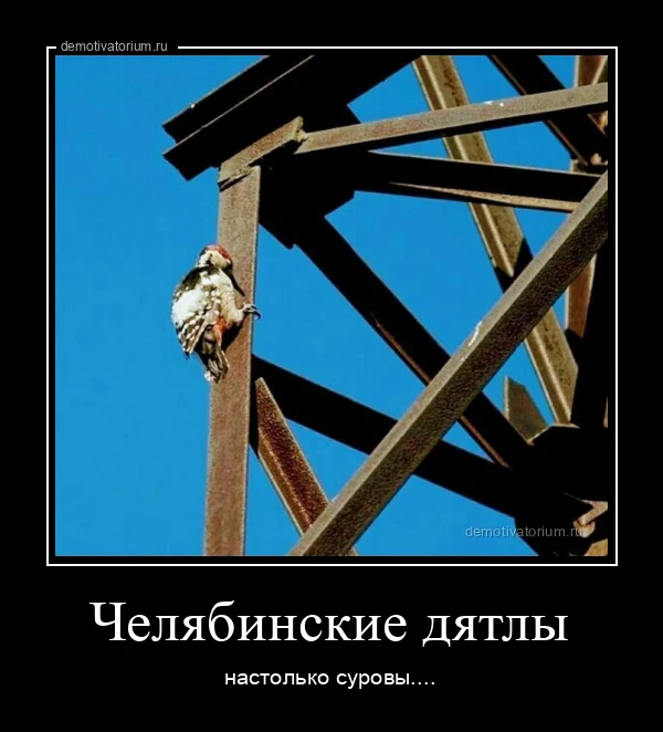 4229demotivatorium-ru-cheljabinskie-djatli-216293.jpg.webp