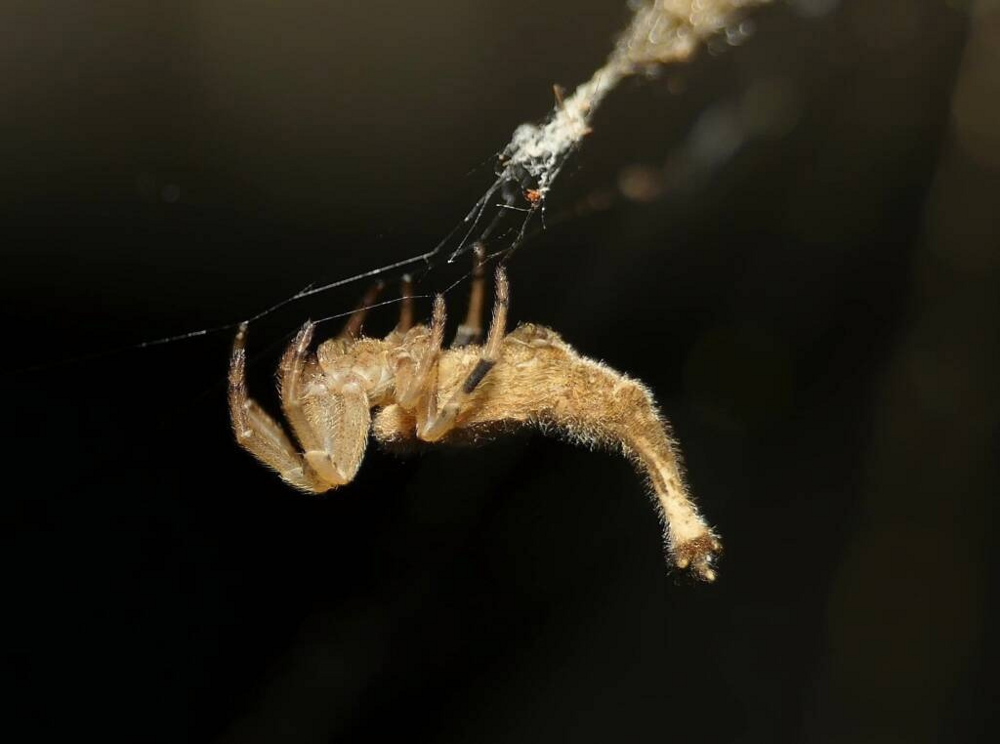 Скорпионохвостый паук: удивительная «химера» смешала в себе паука и скорпиона